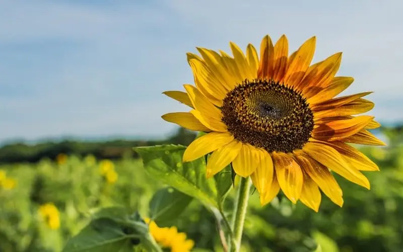 A sunflower is in the middle of a field at Gold Pedal Farms in Maryland.