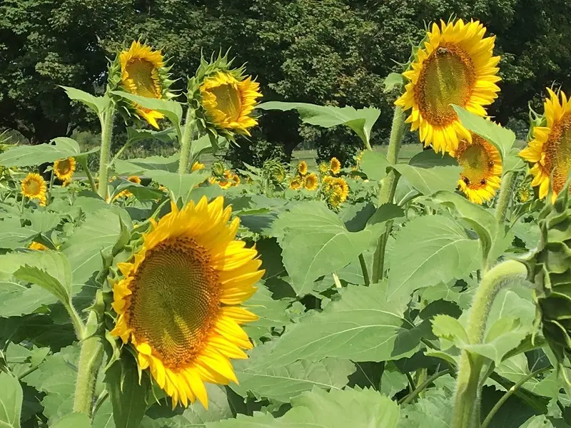 A sunflower field in Maryland.