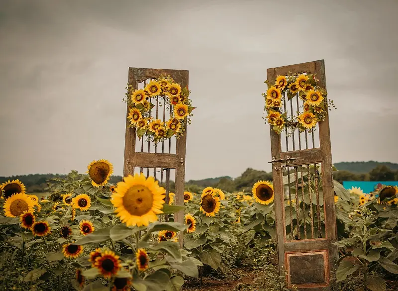 Two wooden doors with sunflowers in the middle of a Maryland field.