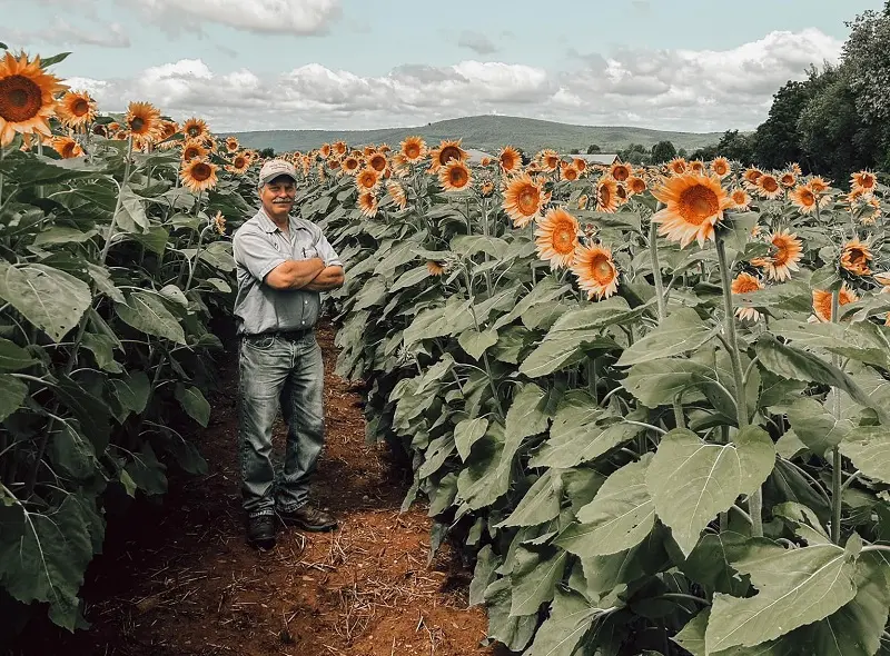 A man in Maryland enjoying a sunflower field.