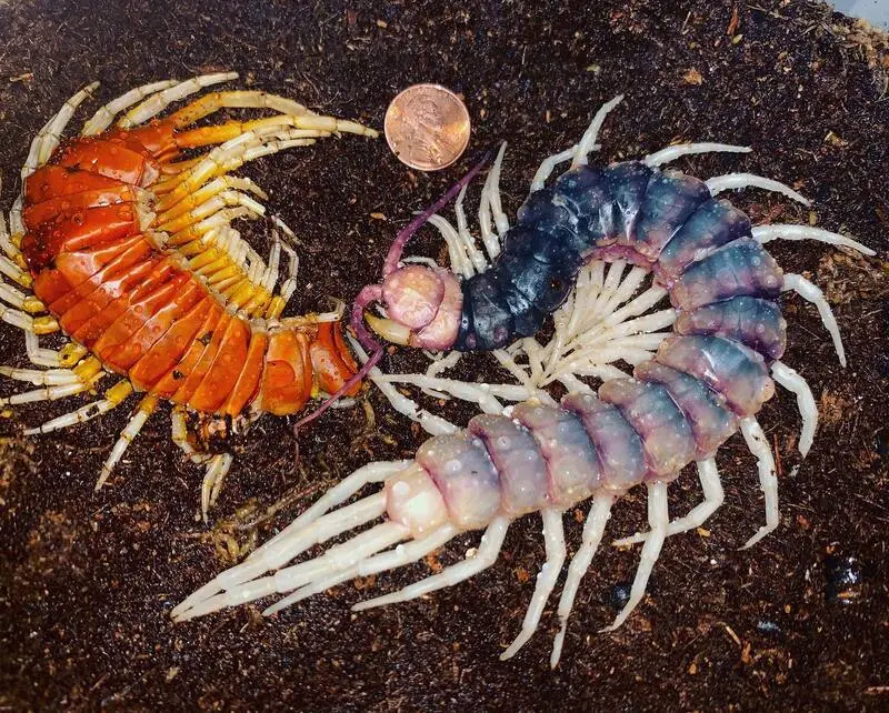 Two centipedes laying on top of dirt.