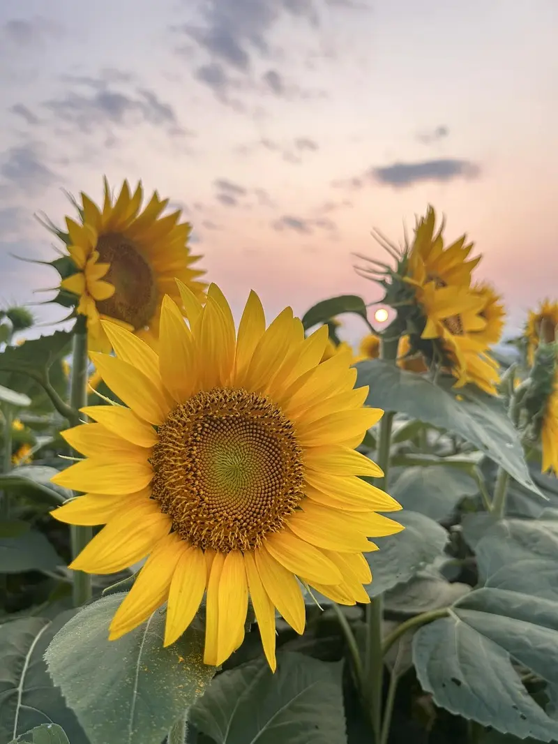 Sunflowers in a Maryland field at sunset.