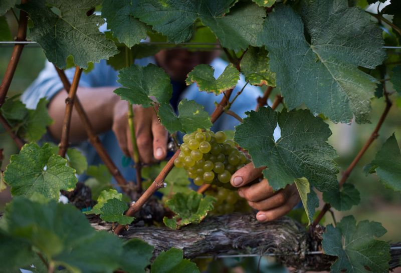 Harvesting grapes at the King Family Vineyard