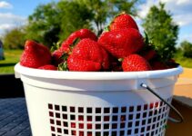 5 Best Farms to Pick Your Own Strawberries in Virginia