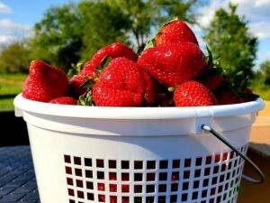 5 Best Farms to Pick Your Own Strawberries in Virginia
