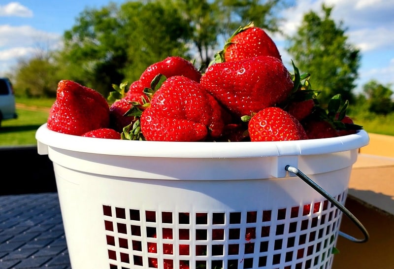 pick your own strawberries virginia